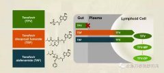 替诺福韦艾拉酚胺(TAF)III期研究结果揭示：96周无耐药，病毒抑制强